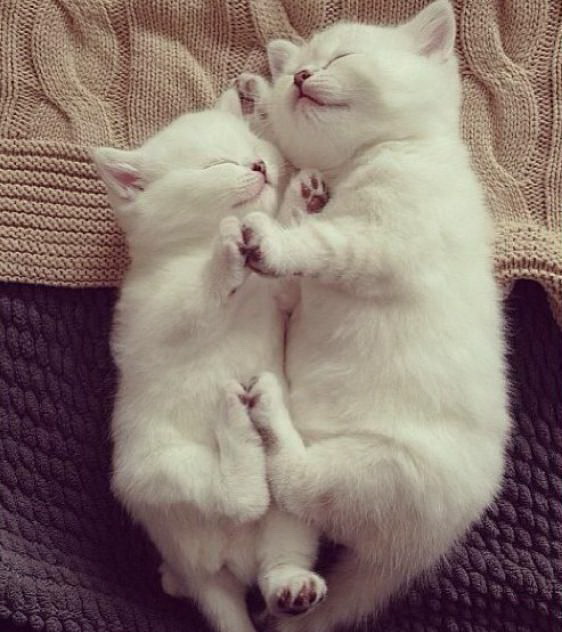 562x632, 87 Kb / кот, пара, обнимашки