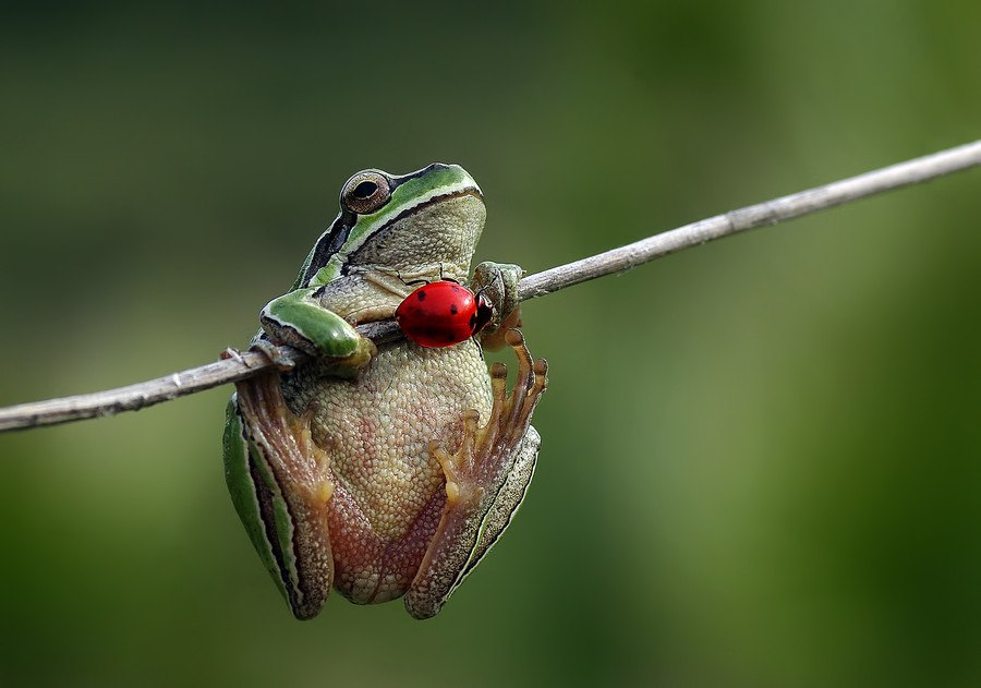 900x631, 69 Kb / лягушка, божья коровка, макро