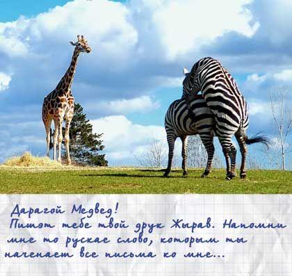 420x397, 33 Kb / жираф, зебры, письмо, превед