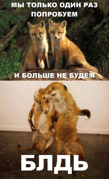 368x604, 57 Kb / лисы, лиса, упоротая, упоротые, животные, звери, чучело