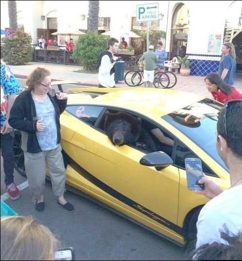 499x538, 47 Kb / авто, ламборгини, медведь