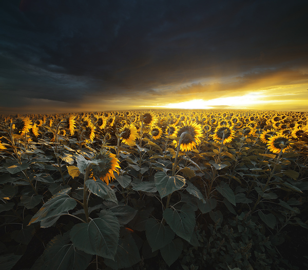 600x527, 210 Kb / закат, подсолнух