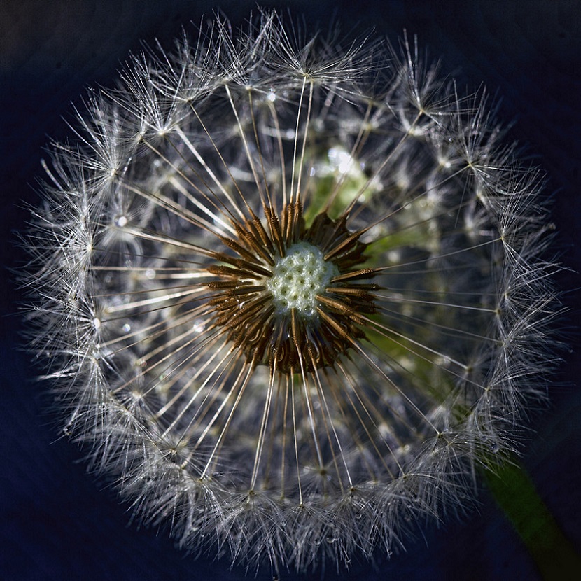 830x830, 297 Kb / одуванчик