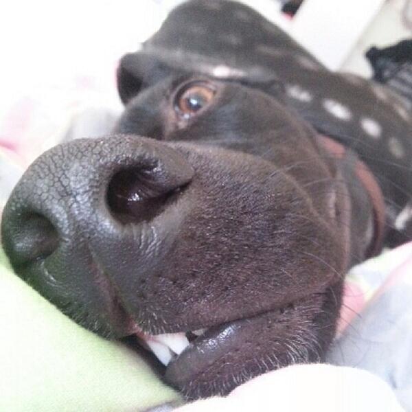 600x600, 41 Kb / Собака, нос