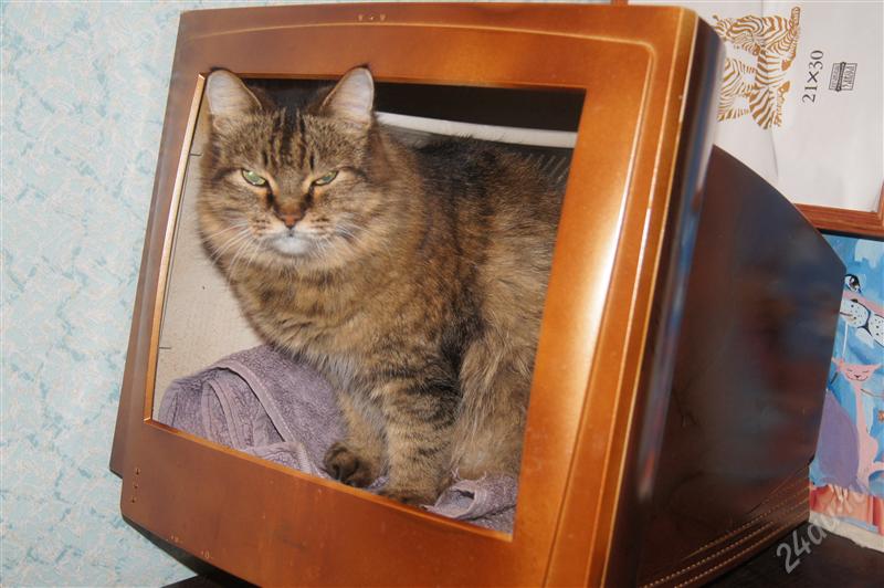 800x532, 60 Kb / домик, кошка, монитор