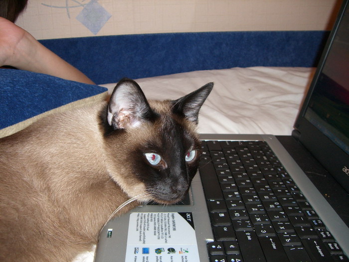 700x525, 115 Kb / сева, крыса, кошка, дисер