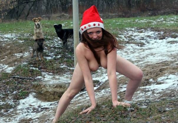 604x417, 88 Kb / собаки, нг, шапка, санта