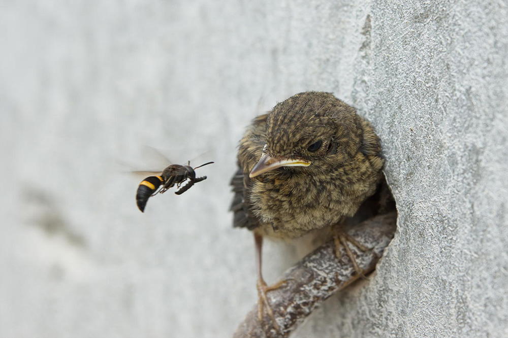 1000x666, 179 Kb / птенец, птица, оса, червяк