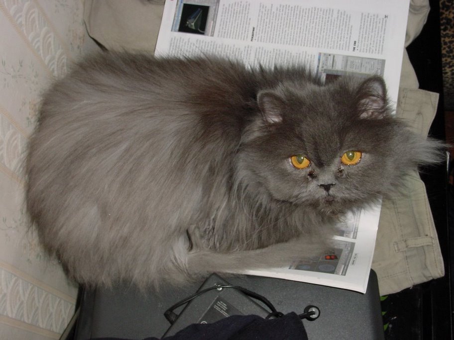 912x684, 94 Kb / кошка