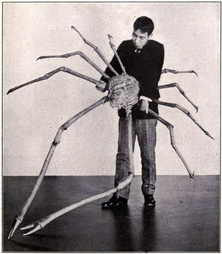 458x524, 85 Kb / япония, краб