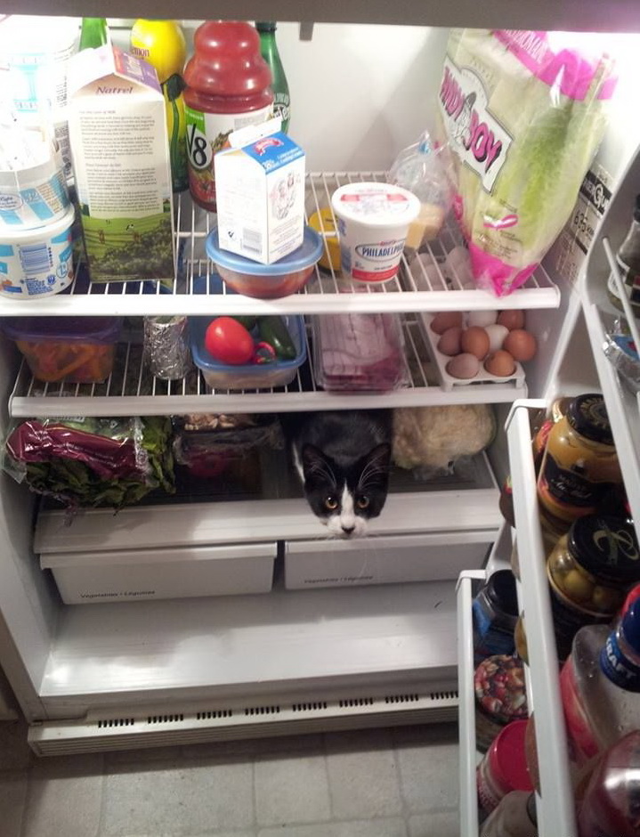 719x940, 200 Kb / холодильник, кот