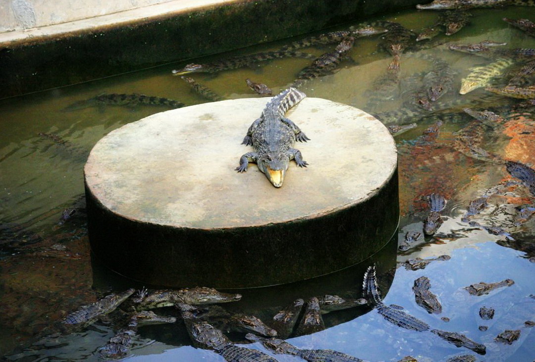 1080x732, 281 Kb / крокодил