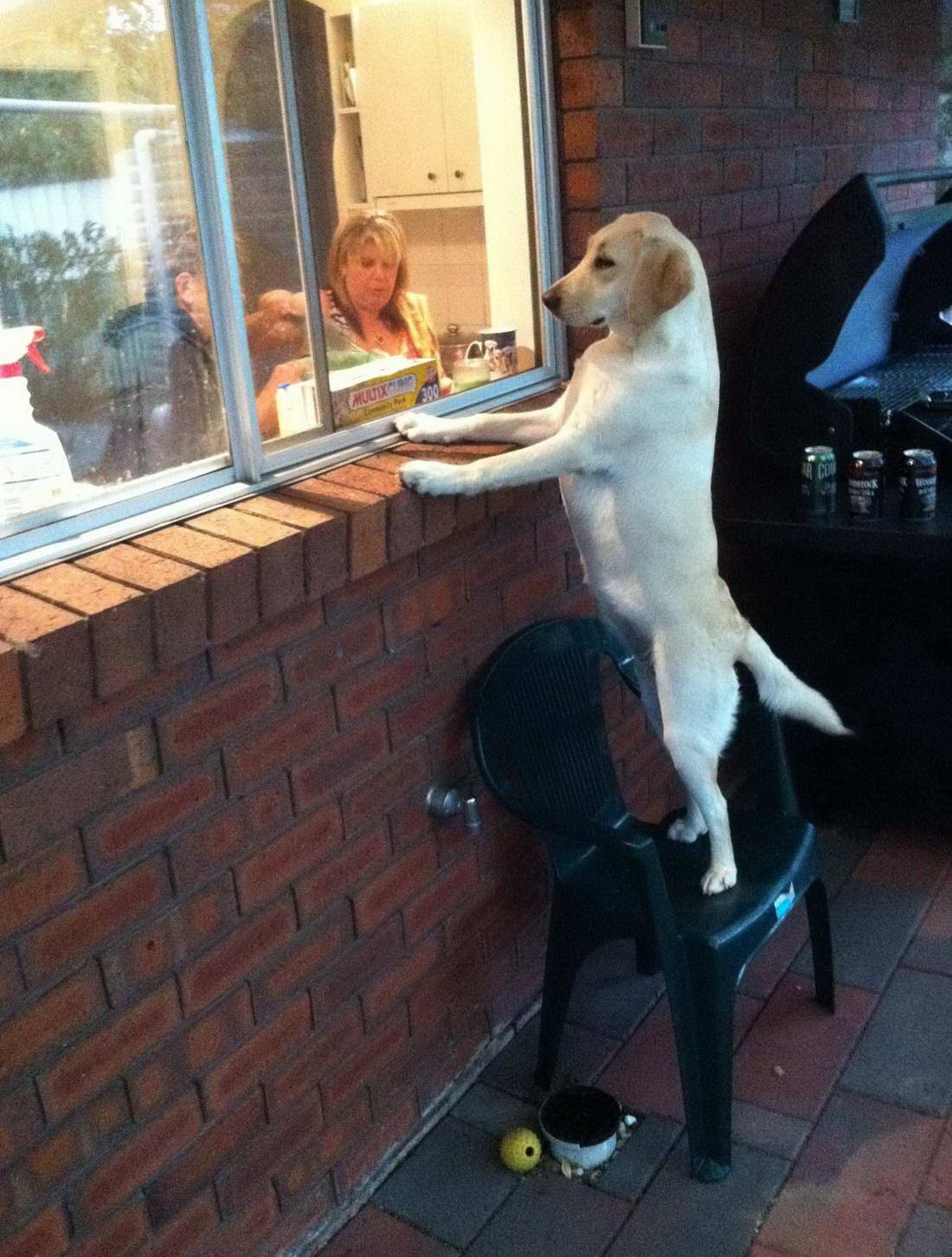 1100x1451, 202 Kb / пес, окно, стул