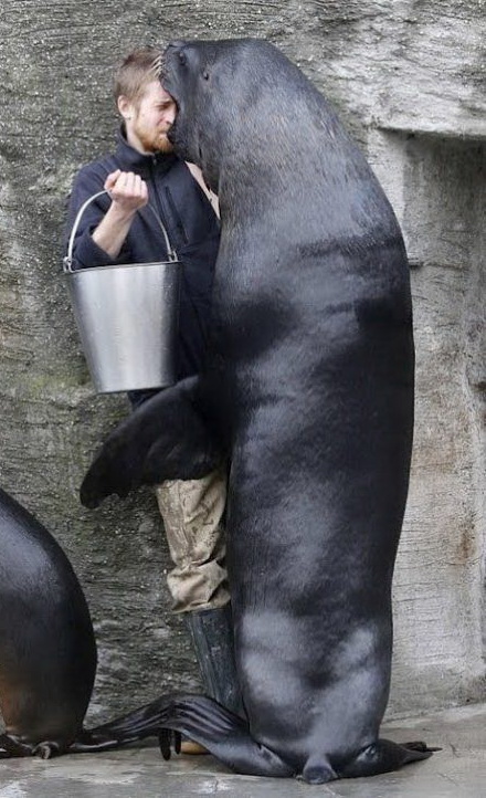 440x722, 132 Kb / ведро, животное, морской лев