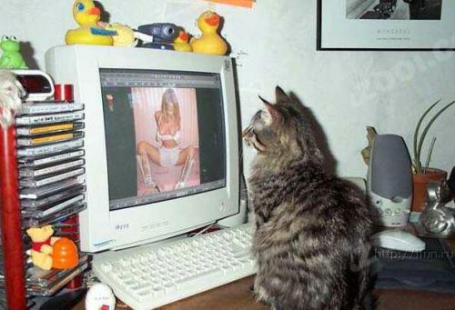 500x341, 37 Kb / кот, монитор, сиськи