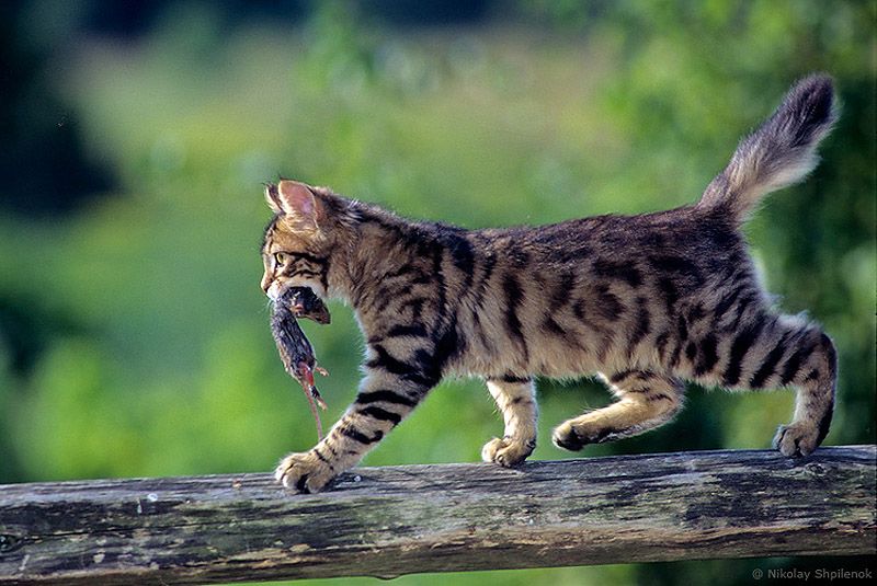 800x535, 96 Kb / кот, мышь, добыча, в зубах