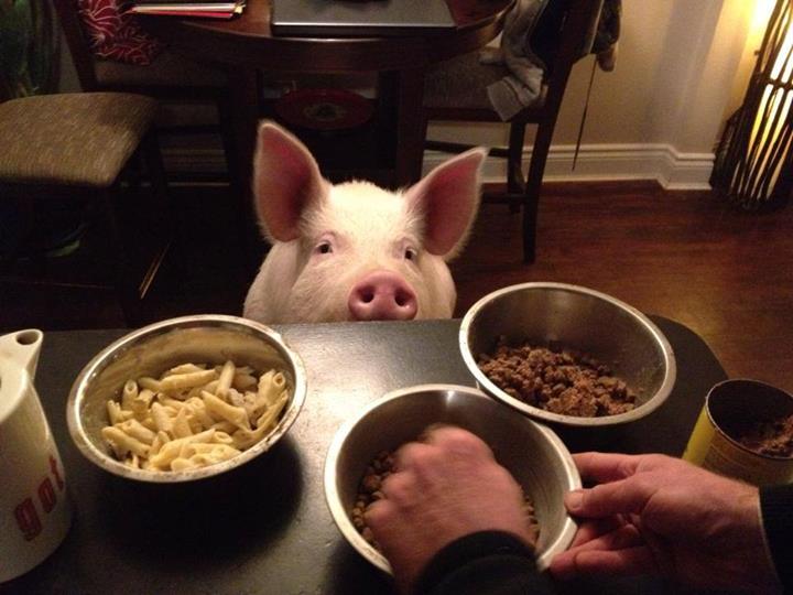 720x540, 50 Kb / свинище, кухня, макароны