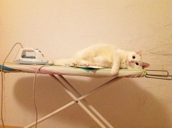 570x425, 77 Kb / котэ, доска, утюг