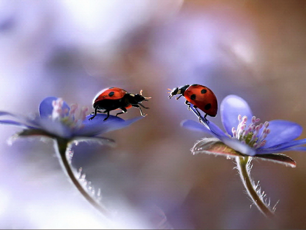 1024x768, 198 Kb / цветы, божьи коровки