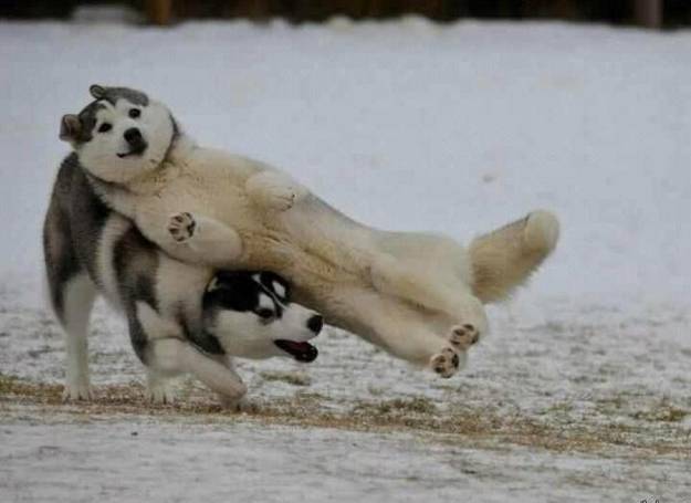 625x455, 27 Kb / собаки, игра, футбол, подкат