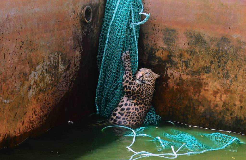 1024x668, 111 Kb / сеть, леопард