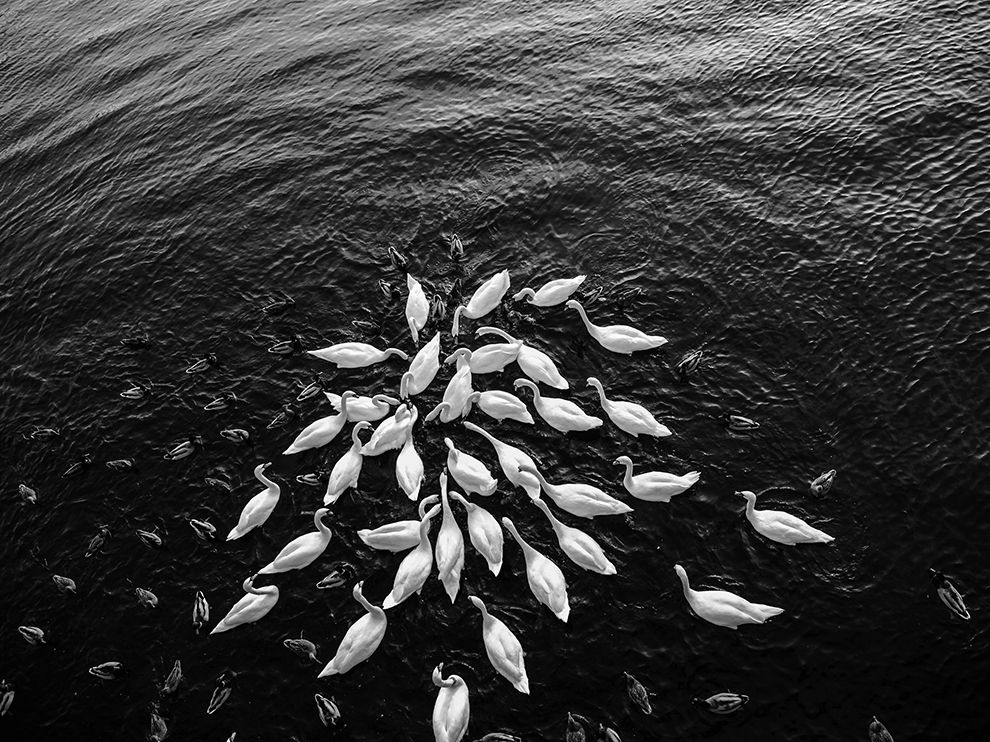 990x742, 189 Kb / ч/б, лебеди, вода, озеро, утки