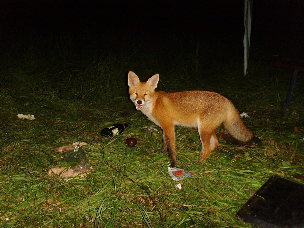 1024x768, 193 Kb / лиса