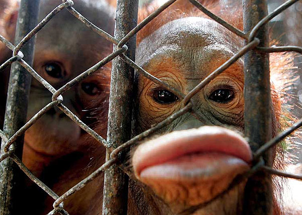 600x428, 85 Kb / обезьяны, решётка, губы