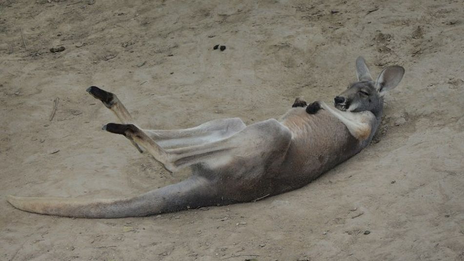 951x536, 73 Kb / кенгуру