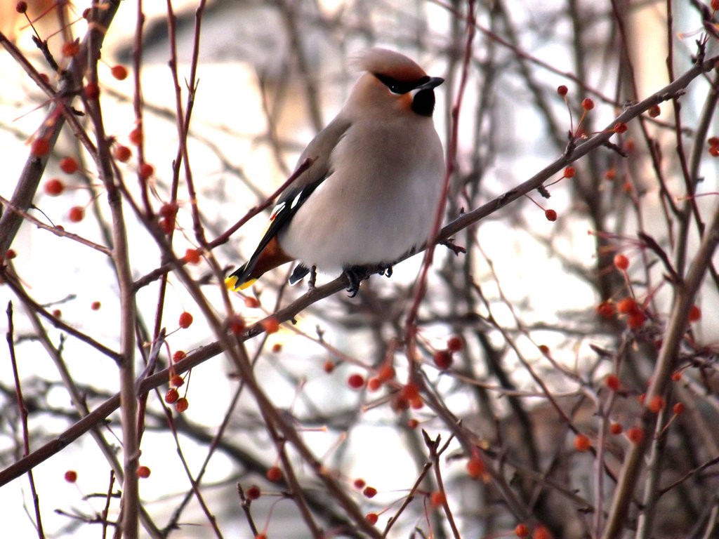 1024x768, 187 Kb / птица, ветки