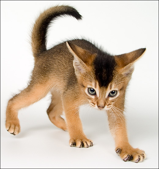 520x552, 123 Kb / котёнок, гламур