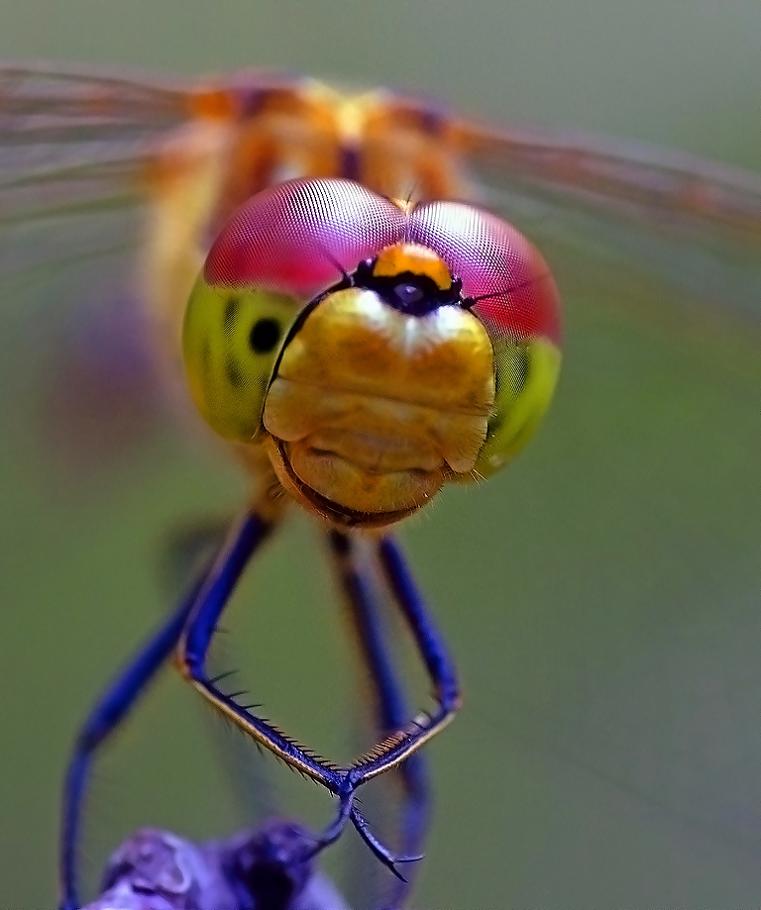 761x910, 54 Kb / стрекоза, макро