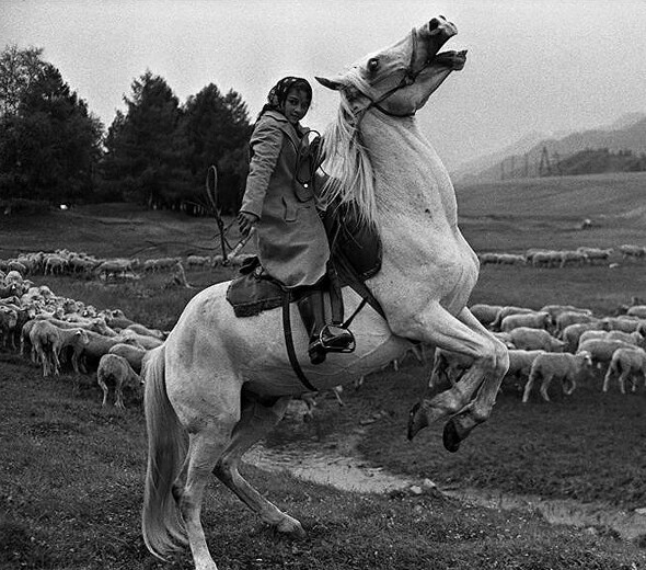 590x520, 110 Kb / лошадь, девушка, косынка, овцы, отара