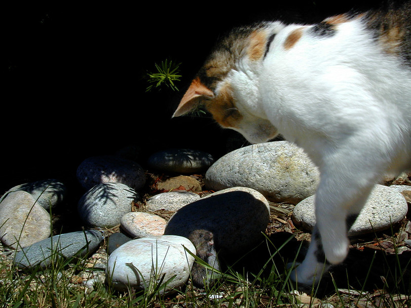 811x608, 167 Kb / кот, мышь, камни, трава