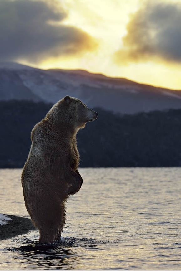 579x869, 272 Kb / мишка, река, медведь