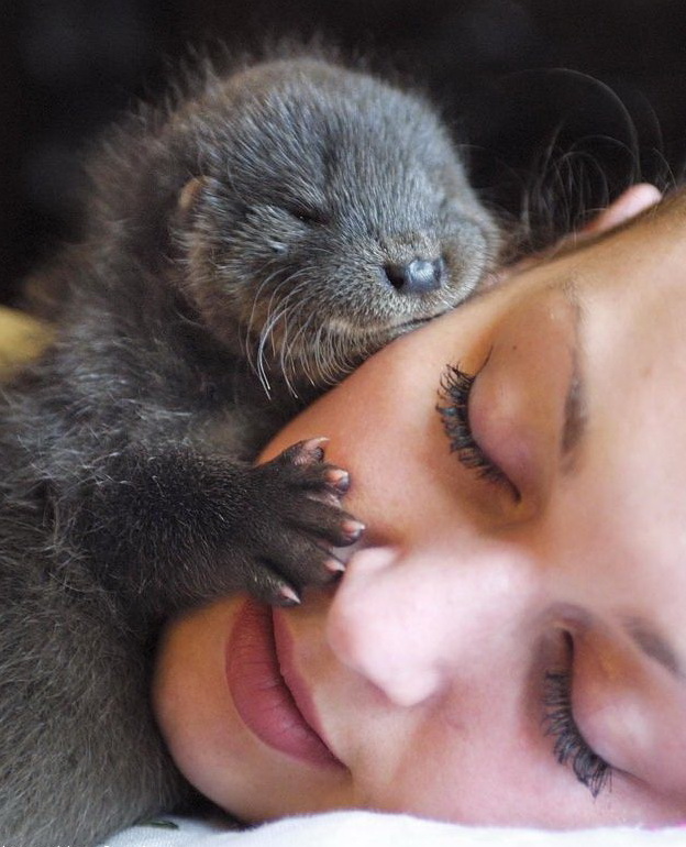 624x770, 142 Kb / выдра, зверь, щека, девушка, лицо