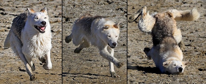 811x331, 122 Kb / собака, падение, морда