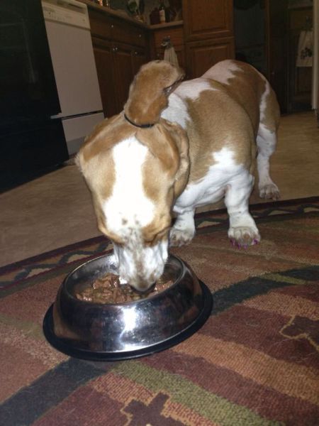 450x600, 40 Kb / пес, миска, уши