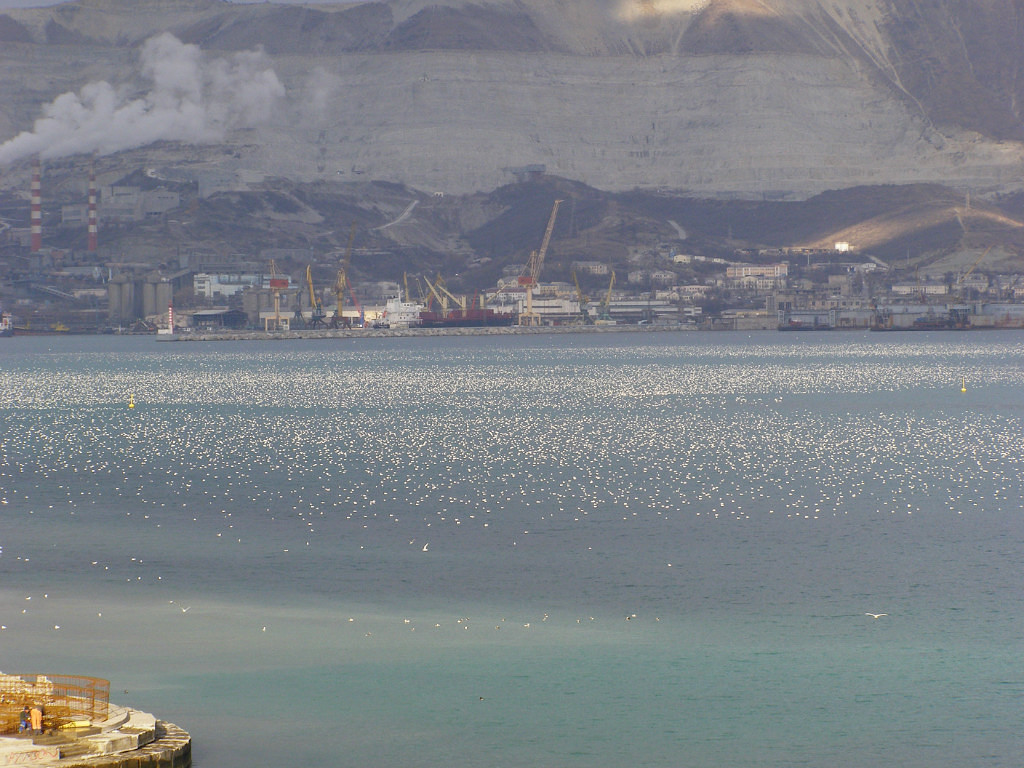 1024x768, 236 Kb / бухта, море, чайки, нашествие