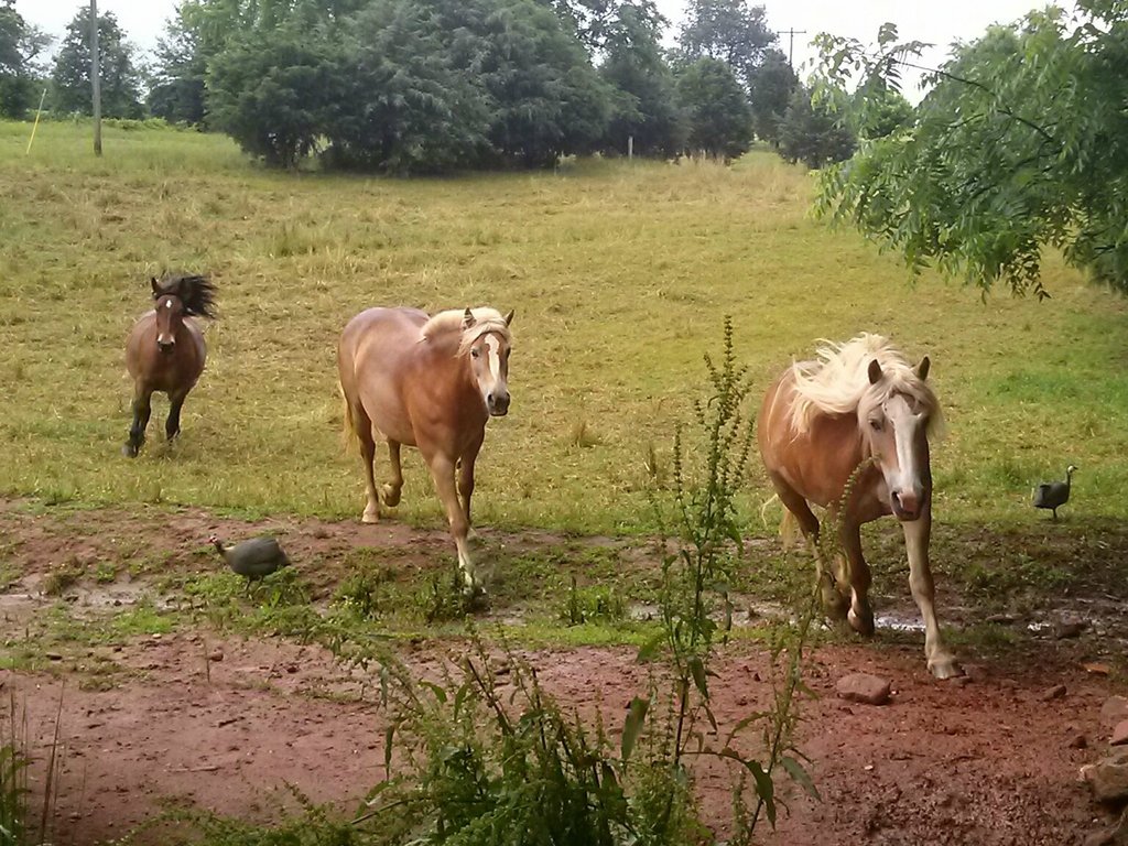 1024x768, 220 Kb / лошади, фазан, цесарка