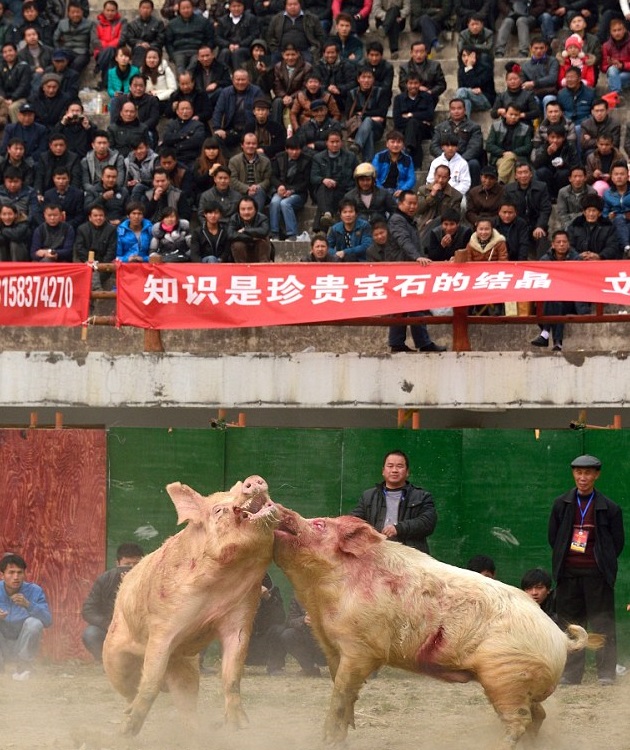 630x750, 200 Kb / свиньи, бой, арена