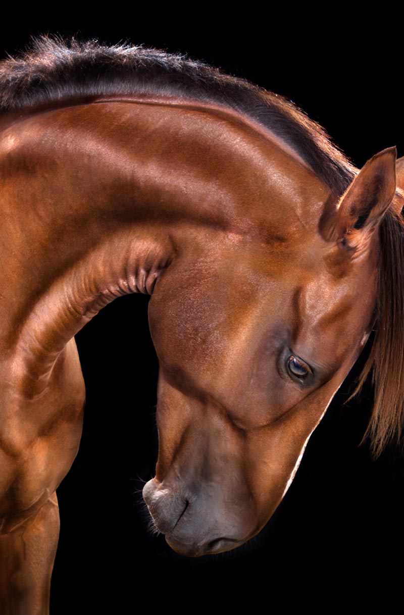 800x1218, 139 Kb / лошадь, шея