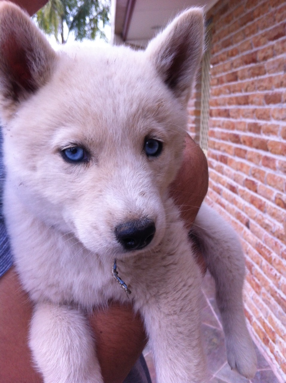 956x1280, 296 Kb / щенок, собака, голубые глаза