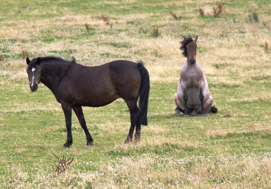 900x628, 127 Kb / конь, лошадь, сидит
