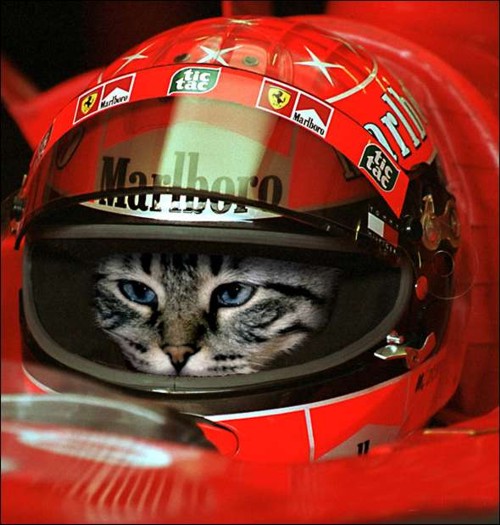 500x525, 70 Kb / кот, гонщик