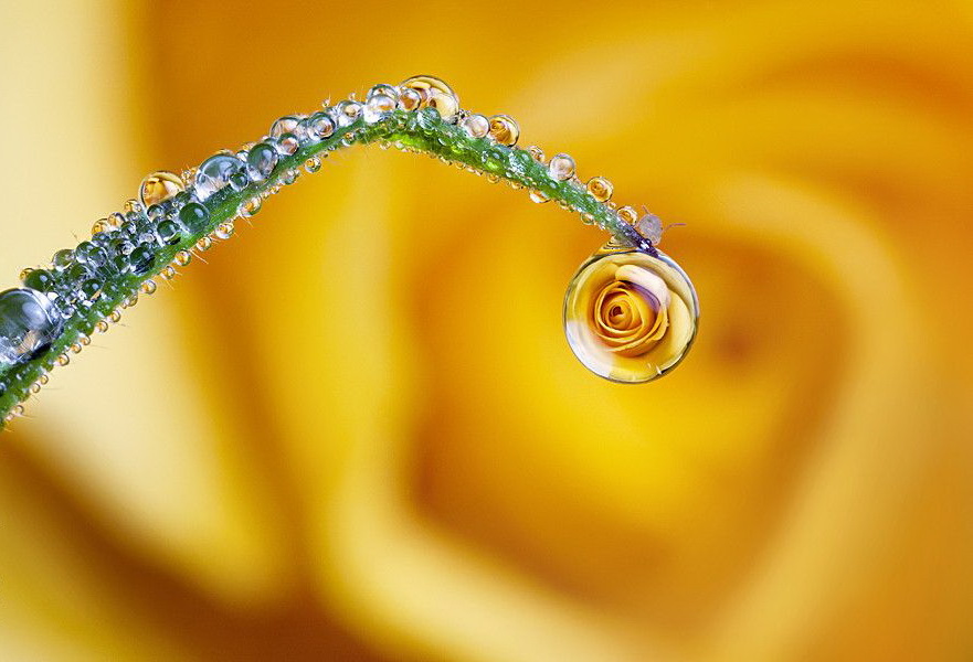 881x600, 121 Kb / роса, капля, стебель