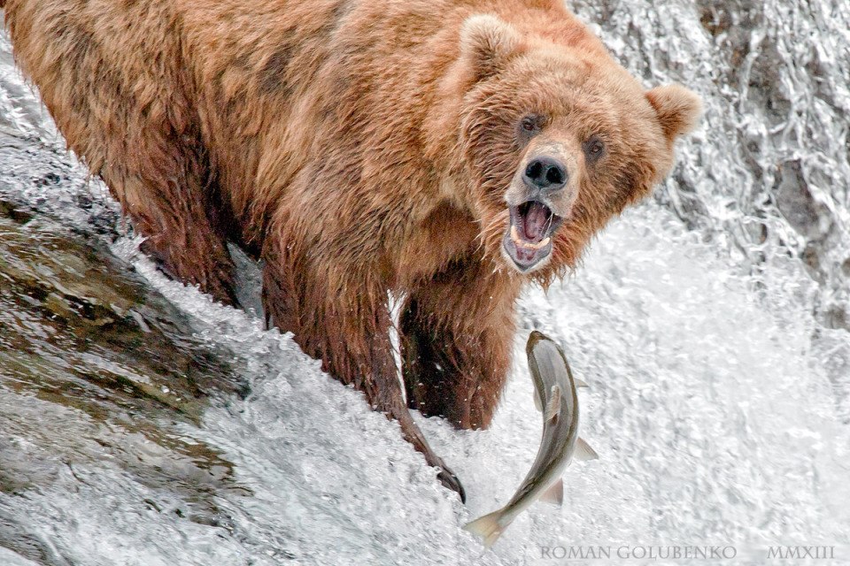 960x640, 210 Kb / медведь, рыба, водопад