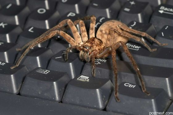 560x373, 31 Kb / паук, клавиатура