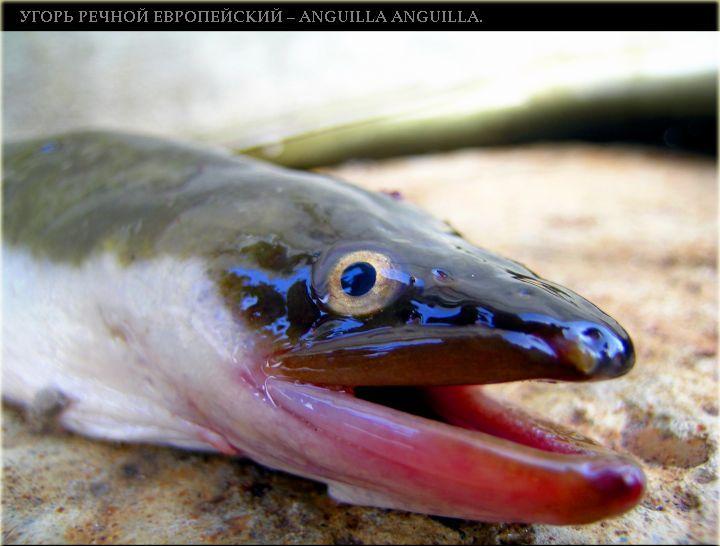 720x546, 50 Kb / угорь, улыбка, рыба