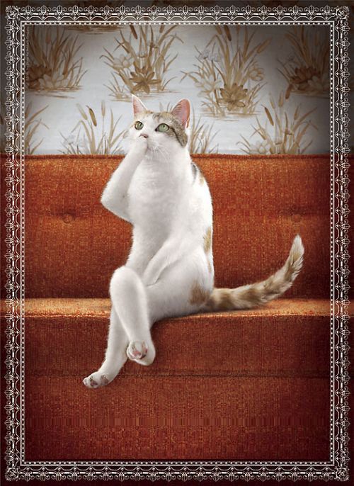 500x686, 86 Kb / кошка